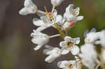 Buckwheat tree <BR>Black titi